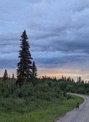 Digital writings, guides, and reflections from our off-grid life.