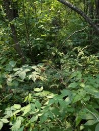 The Forest Green Greeting Card